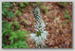 Le fioriture di primavera; fiore piante e colori d'Abruzzo