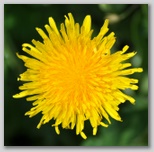 Le fioriture di primavera; fiore piante e colori d'Abruzzo