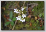 Le fioriture di primavera; fiore piante e colori d'Abruzzo