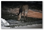 Female deer grazing at night at the entrance to the trail to Val Di Rose in Civitella Alfedena. The deer shown is a female and therefore has no antlers