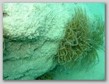 Naturschutzgebiet Punta Aderci in der Trabocchi‑Region im Süden der Abruzzen.