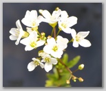 Le fioriture di primavera; fiore piante e colori d'Abruzzo