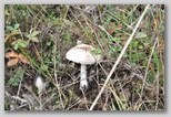 I Colori dell'autunno in Abruzzo: un fungo della famiglia dei Lepiota. Questi funghi non devono essere raccolti dagli inesperti in quanto spesso si confondono con altri della stessa specie (Lepiota Helveola) che provoca delle intossicazioni molto gravi ed in alcuni casi mortali.