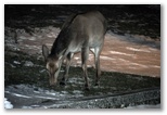 Female deer grazing at night at the entrance to the trail to Val Di Rose in Civitella Alfedena. The deer shown is a female and therefore has no antlers
