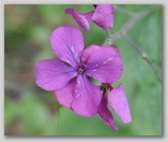 Le fioriture di primavera; fiore piante e colori d'Abruzzo