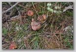 I Colori dell'autunno in Abruzzo