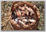 I prataioli (Agaricus Campestris)