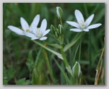 Le fioriture di primavera; fiore piante e colori d'Abruzzo