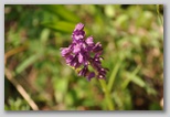Le fioriture di primavera; fiore piante e colori d'Abruzzo