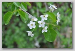 Le fioriture di primavera; fiore piante e colori d'Abruzzo