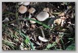 I Colori dell'autunno in Abruzzo: i piopparelli (Agrocybe cylindracea), ottimi funghi tipici d'Abruzzo