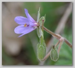 Le fioriture di primavera; fiore piante e colori d'Abruzzo