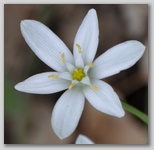 Le fioriture di primavera; fiore piante e colori d'Abruzzo