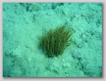 Réserve naturelle de Punta Aderci dans la zone des Trabocchi, au sud des Abruzzes.