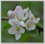 Le fioriture di primavera; fiore piante e colori d'Abruzzo
