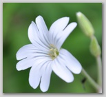 Le fioriture di primavera; fiore piante e colori d'Abruzzo