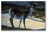 Female deer grazing at night at the entrance to the trail to Val Di Rose in Civitella Alfedena. The deer shown is a female and therefore has no antlers