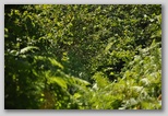 Pietracamela während der Sommersaison. Ein Spaziergang zu den Prati di Tivo von 950 bis 1450 Metern Höhe.