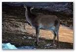 Female deer grazing at night at the entrance to the trail to Val Di Rose in Civitella Alfedena. The deer shown is a female and therefore has no antlers