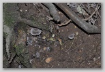I Colori dell'autunno in Abruzzo: Tricholoma terreum o moretta, buon fungo dei boschi d'Abruzzo. ATTENZIONE!!!! Questo fungo deve essere raccolto solo da trovatori esperti in quanto si confonde molto facilmente con il Tricholoma pardinum (Agarico tigrino) ed il Tricholoma groanense, due tipi di funghi a cui vengono addebitate gravi intossicazioni.