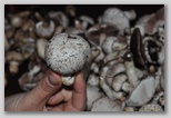 I prataioli (Agaricus Campestris)