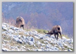 Val di Rose im Nationalpark Abruzzen, Latium und Molise: die Abruzzen-Gämse
