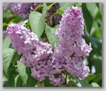 Le fioriture di primavera; fiore piante e colori d'Abruzzo