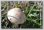 I Colori dell'autunno in Abruzzo: un fungo della famiglia dei Lepiota. Questi funghi non devono essere raccolti dagli inesperti in quanto spesso si confondono con altri della stessa specie (Lepiota Helveola) che provoca delle intossicazioni molto gravi ed in alcuni casi mortali.