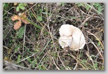 I Colori dell'autunno in Abruzzo: un fungo della famiglia dei Lepiota. Questi funghi non devono essere raccolti dagli inesperti in quanto spesso si confondono con altri della stessa specie (Lepiota Helveola) che provoca delle intossicazioni molto gravi ed in alcuni casi mortali.