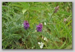 Le fioriture di primavera; fiore piante e colori d'Abruzzo