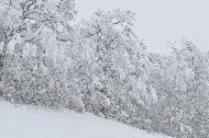 Campo Felice sotto una fitta nevicata