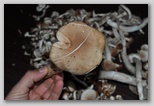 I Colori dell'autunno in Abruzzo: i piopparelli (Agrocybe cylindracea), ottimi funghi tipici d'Abruzzo
