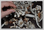 I Colori dell'autunno in Abruzzo: i piopparelli (Agrocybe cylindracea), ottimi funghi tipici d'Abruzzo