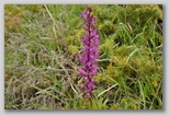 Le fioriture di primavera; fiore piante e colori d'Abruzzo
