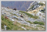 Val di Rose nel Parco Nazionale d'Abruzzo, Lazio e Molise: il camoscio d'Abruzzo