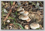 I Colori dell'autunno in Abruzzo: i piopparelli (Agrocybe cylindracea), ottimi funghi tipici d'Abruzzo