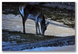 Female deer grazing at night at the entrance to the trail to Val Di Rose in Civitella Alfedena. The deer shown is a female and therefore has no antlers