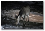 Female deer grazing at night at the entrance to the trail to Val Di Rose in Civitella Alfedena. The deer shown is a female and therefore has no antlers
