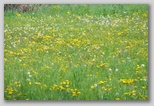 Le fioriture di primavera; fiore piante e colori d'Abruzzo