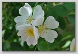Le fioriture di primavera; fiore piante e colori d'Abruzzo