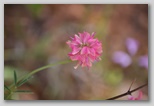 Le fioriture di primavera; fiore piante e colori d'Abruzzo