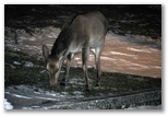 Cervi femmine che pascolano di notte all'ingresso del sentiero per Val Di Rose a Civitella Alfedena. Il cervo inquadrato è una femmina che quindi non ha le corna