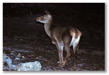Cervi femmine che pascolano di notte all'ingresso del sentiero per Val Di Rose a Civitella Alfedena. Il cervo inquadrato è una femmina che quindi non ha le corna