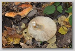 I Colori dell'autunno in Abruzzo: un'amanita aureola, fungo molto tossico simile per forma e colori all'amanita cesarea, della stessa famiglia dell'amanita muascaria. Rispetto all'amanita cesarea lamelle e gambo sono bianchi
