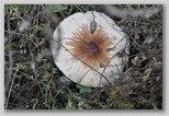 I Colori dell'autunno in Abruzzo: un fungo della famiglia dei Lepiota. Questi funghi non devono essere raccolti dagli inesperti in quanto spesso si confondono con altri della stessa specie (Lepiota Helveola) che provoca delle intossicazioni molto gravi ed in alcuni casi mortali.
