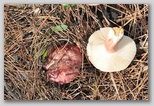 I Colori dell'autunno in Abruzzo: due russsule. Attenzione nella raccolta funghi: un errore potrebbe costare molto caro alla salute di chi li consuma.