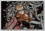 I Colori dell'autunno in Abruzzo: i piopparelli (Agrocybe cylindracea), ottimi funghi tipici d'Abruzzo