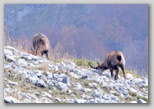 Val di Rose nel Parco Nazionale d'Abruzzo, Lazio e Molise: il camoscio d'Abruzzo
