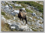 Val di Rose nel Parco Nazionale d'Abruzzo, Lazio e Molise: il camoscio d'Abruzzo
