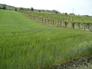 Vigneti di Controguerra – 1
